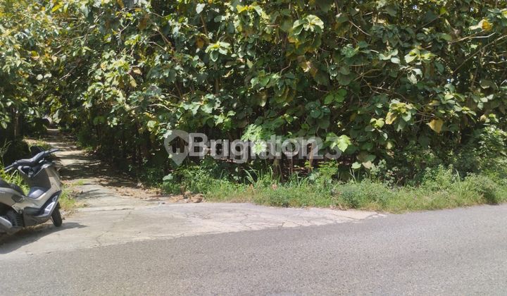 CHEAP RESIDENTIAL LAND NEAR NOGOSARI SUB-DISTRICT