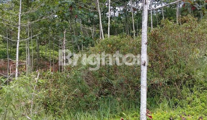 TANAH CIAMIS JAWA BARAT TANAH CIAMIS JAWA BARAT