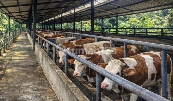 For Sale: Durian Plantation and Cattle Farm Land, Babakan Karet, Cianjur City For Sale: Durian Plantation and Cattle Farm Land, Babakan Karet, Cianjur City