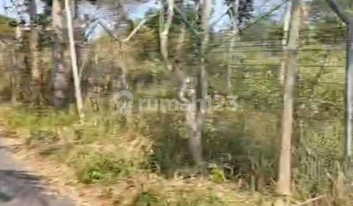 Lahan Pekarangan Lokasi Pengasih, Yogyakarta Luas 1 Ha