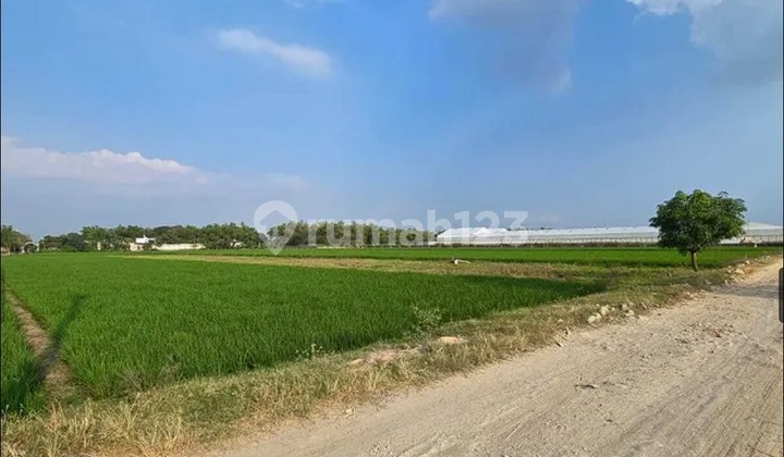 Tanah Sawah (Bisa Dikeringkan) Zona Industri Parangjoro,Grogol Sukoharjo Luas 2570m2 Tanah Sawah (Bisa Dikeringkan) Zona Industri Parangjoro,Grogol Sukoharjo Luas 2570m2