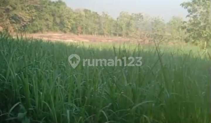 Lahan Zona Kuning Luas 4 Ha Lokasi Sukodono,sragen