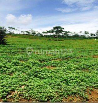 Tanah Perkebun Di Sukabumi - Lokasi Sangat Strategis Dan Bernilai Investasi Tinggi. Cocok Untuk Agro Wisata 2