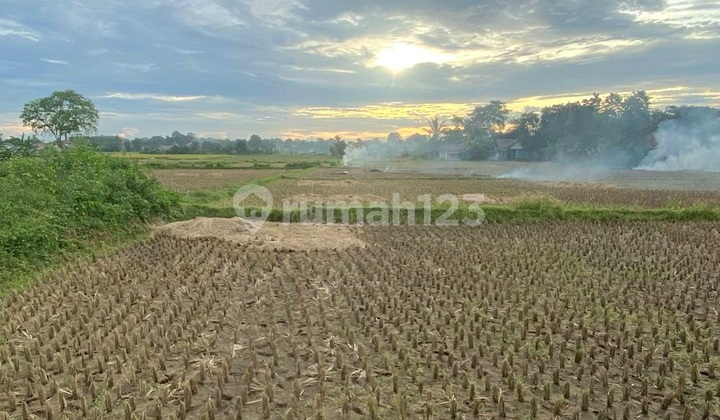 Di Jual Tanah Padat Sawah Di Desa Babat Legok Tangerang Di Jual Tanah Padat Sawah Di Desa Babat Legok Tangerang