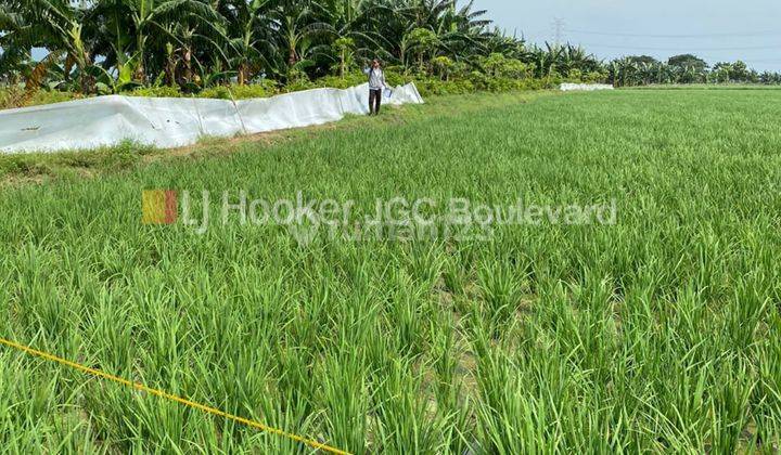 Dijual Tanah Sawah di Tambun Utara Bekasi Cocok Utk Perumahan 2