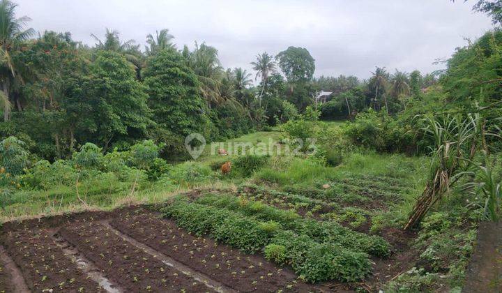 Pasti Closing Di Jual Tanah Lokasi Batuan Sukawati Gianyar 1