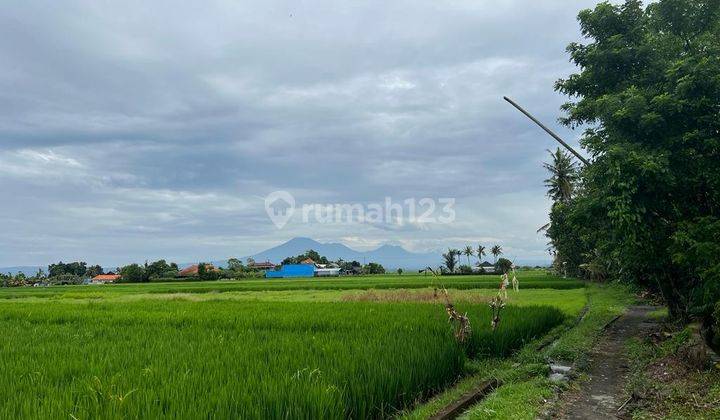 Hot List Di Jual Tanah View Sawah Lokasi Oangkung Tibah Tabanan  1