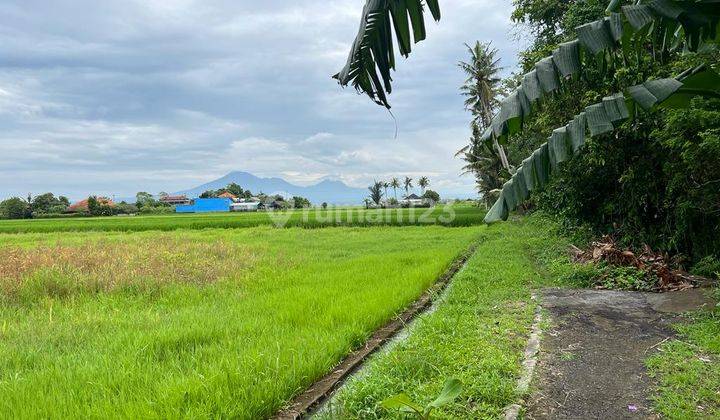 Hot List Di Jual Tanah View Sawah Lokasi Oangkung Tibah Tabanan  2