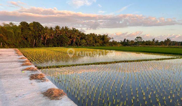 Hot List Di Jual Tanah Kavling View Sawah Gunung Dan Sunset Lokasi Kedungu Tabanan 1