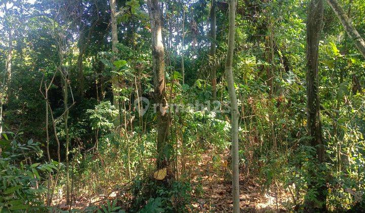 Hot List For Sale Land Loss Sungai Location Tumbak Bayuh Pererenan Canggu 2