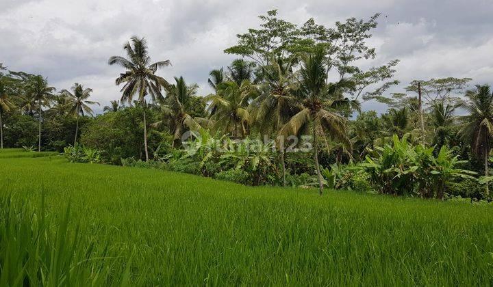 Hot List Di Jual Tanah Lokasi Jalan Utama Kedewatan Ubud 1