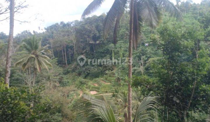 Hot List Di Jual Tanah Ada 6 Mata Air Lokasi Sebatu Tegalalang Ubud Gianyar 1