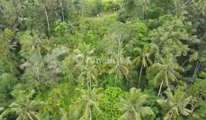 Hot List of Forest View Land for Sale, Payangan Fruit Location, Ubud, Gianyar 2