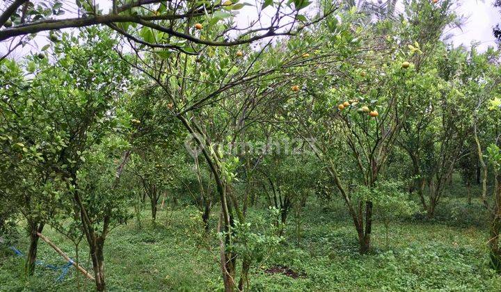 Hot List Land for sale in Taro Tegallalang Ubud Gianyar 1