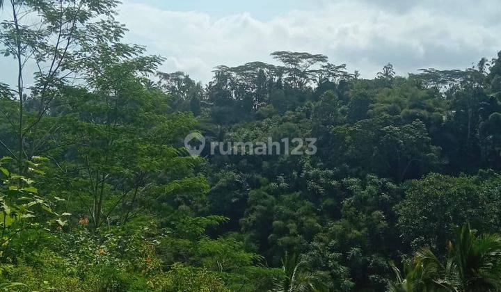 Hot List Di Jual Tanah Kebun Lokasi Sebatu Taro Tegallalang Ubud 1