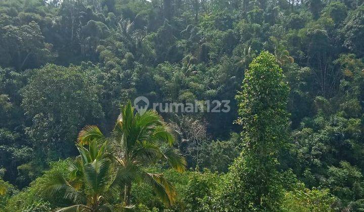 Hot List Di Jual Tanah Kebun Lokasi Sebatu Taro Tegallalang Ubud 2