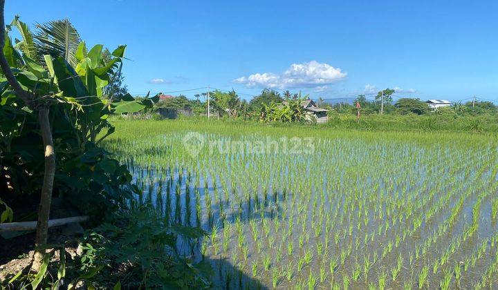 Hot List Di Jual Tanah View Sawah Lokasi Keramas Blahbatuh Ubud Gianyar 1