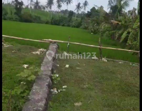 Hot List of Land for Sale with Rice Field View, Tumbak Bayuh Canggu Location 1