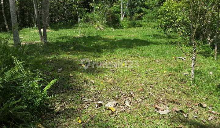 Hot List Land for sale in Buahan Payangan Ubud Gianyar 1