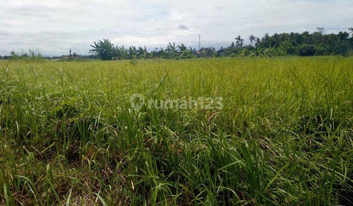 TOP URGENT DI JUAL TANAH LOSS SUNGAI VIEW SAWAH LOKASI SILUNGAN UBUD GIANYAR
 1