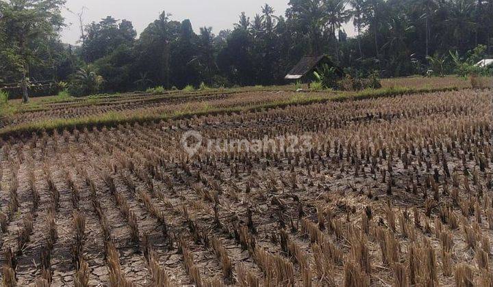 TOP URGENT DI JUAL TANAH PINGGIR JALAN LOKASI PEJENG UBUD GIANYAR
 1