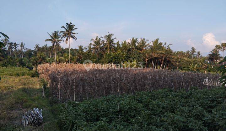 TOP URGENT LAND FOR SALE IN TIBUBIU KERAMBITAN TABANAN LOCATION 1