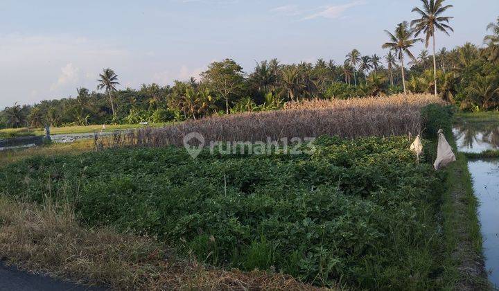 TOP URGENT LAND FOR SALE IN TIBUBIU KERAMBITAN TABANAN LOCATION 2