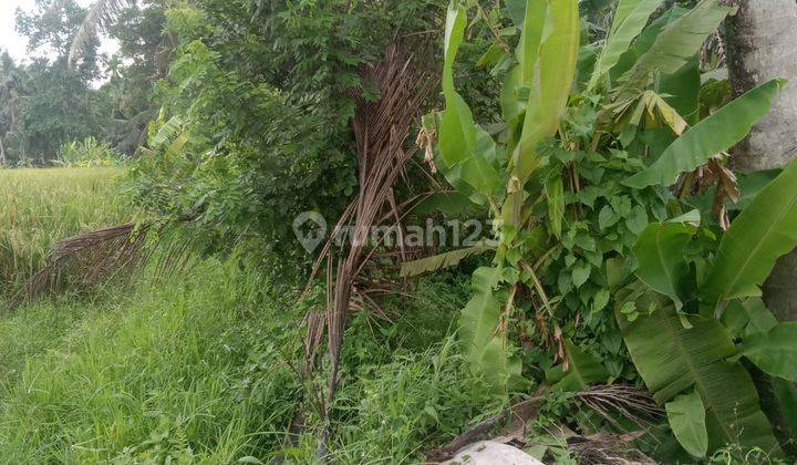 TOP URGENT FOR SALE LAND NEAR THE CENTRAL LOCATION OF UBUD GIANYAR
 1