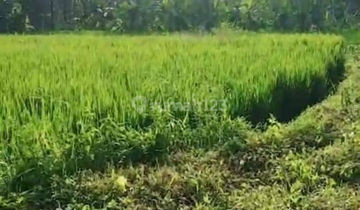 TOP URGENT LAND FOR SALE RICE VIEW LOCATION KEMENUH UBUD GIANYAR 
 2