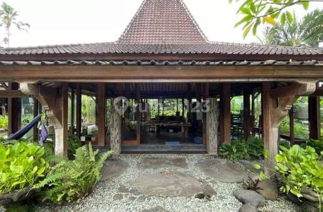 Hot List Di Jual Tanah Bonus Bangunan Villa View Sawah Lokasi Jln Bumbak Dauh , Kerobokan, Badung, Bali 1