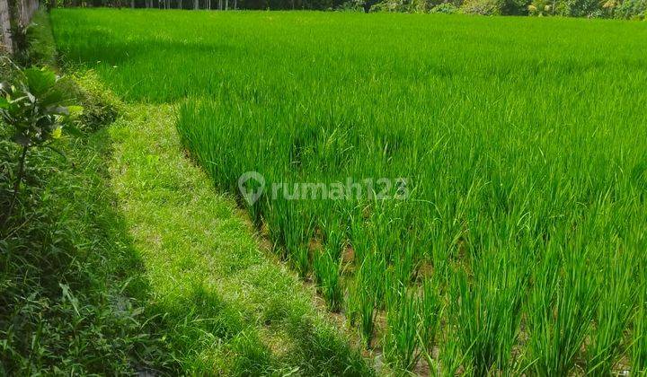 Hot List Land for sale in Nyambu Kaba Kaba Kediri Tabanan 2