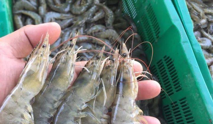 Dijual Cepat... Tambak Udang Vename Masih Aktif Sulawesi Selatan 1