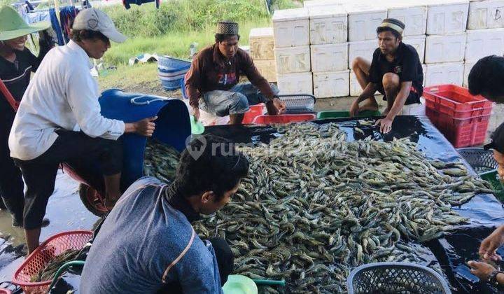 Dijual Cepat... Tambak Udang Vename Masih Aktif Sulawesi Selatan 2