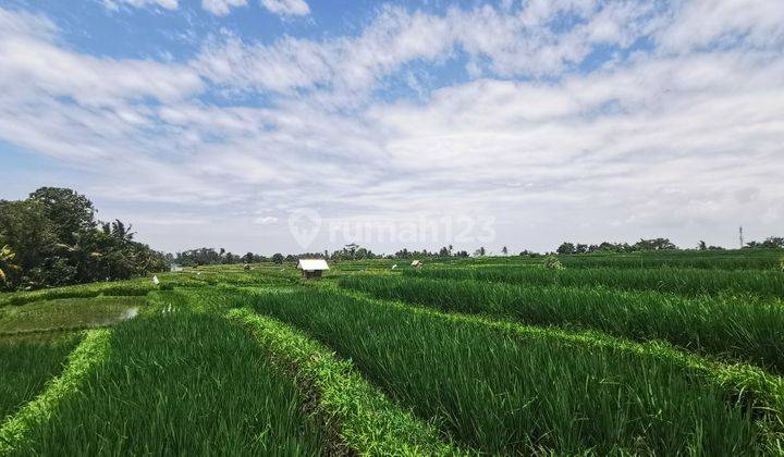 Dijual Tanah Kavling Murah View Sawah di Tabanan Dekat Ke Pantai 2