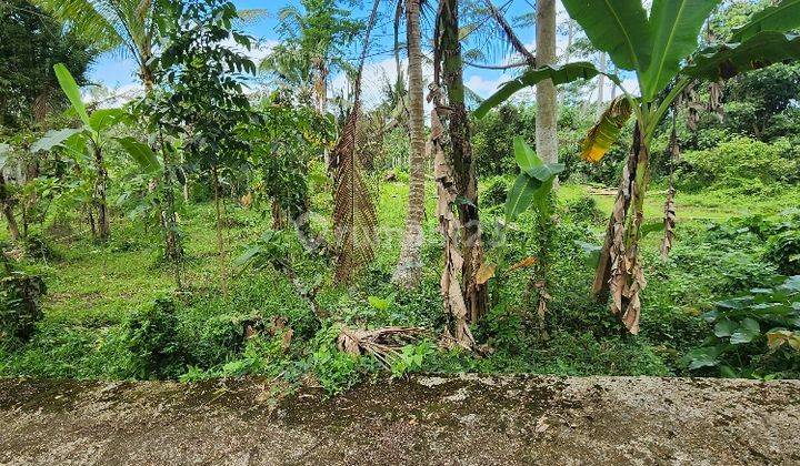 Dijual Tanah Dengan Mata Air Lokasi di Payangan, Marga, Tabanan. 1