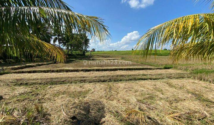 Kavlin Land, Economical Price View of Rice Fields in Gubug, Tabanan 2