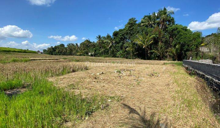 Plot of land with rice field view at Pantau Yeh Gangga Gubug, Tabanan 1