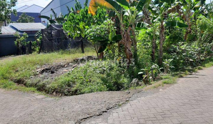 Mawar Daeng Toa Tanah Dijual 1