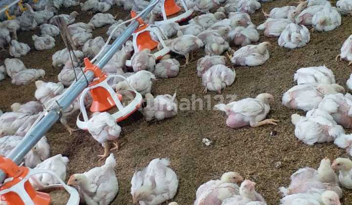 For Sale Chicken Broiler Farm in Subang City