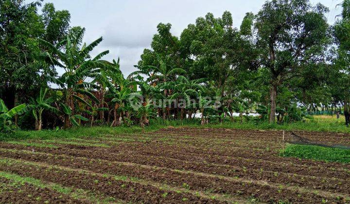 Tanah Darat Luas 2600m² di Jl. Kampung Besar Kec. Teluk Naga Tangerang 2