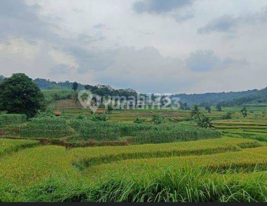 Tanah Sawah Kering Luas 10h View Indah di Jl. Cisarua Bogor  1