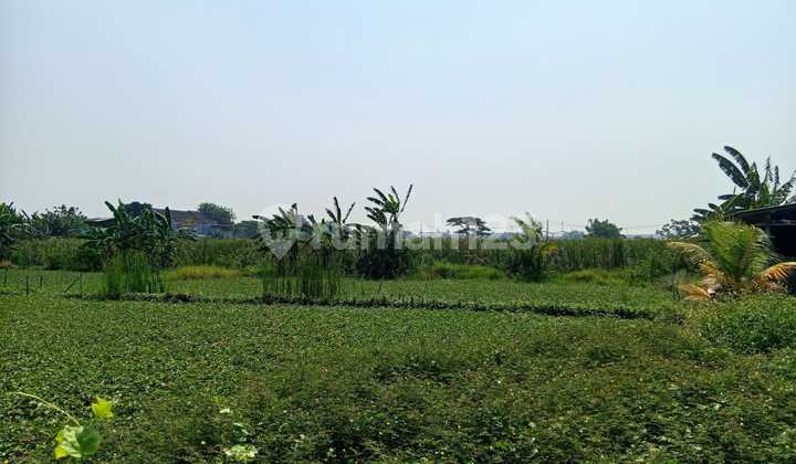 Tanah Darat & Kebun Luas 11Ha Kec. Kronjo Gunung Kaler (Sn) Tanah Darat & Kebun Luas 11Ha Kec. Kronjo Gunung Kaler (Sn)