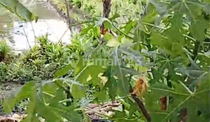 Tanah Sawah Luas 1,5Ha di Jl. Salembaran Kec. Kosambi Kab. Tangerang Tanah Sawah Luas 1,5Ha di Jl. Salembaran Kec. Kosambi Kab. Tangerang