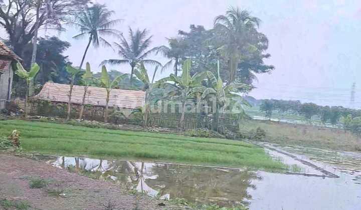 Tanah Sawah Luas 2Ha di Balaraja Barat Tangerang