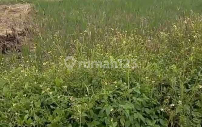 Tanah darat luas 12ha di Kresek kab. Tangerang Tanah darat luas 12ha di Kresek kab. Tangerang