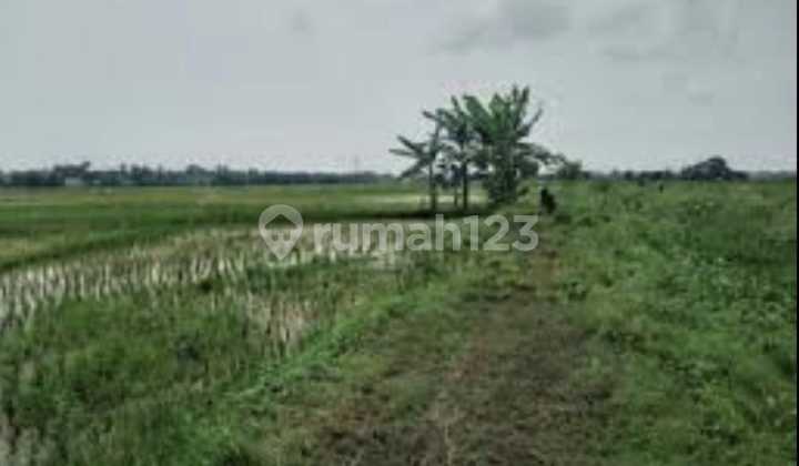 Tanah Kebun & Sawah Luas 150Ha di Kresek Balaraja Kab. Tangerang (Mn)