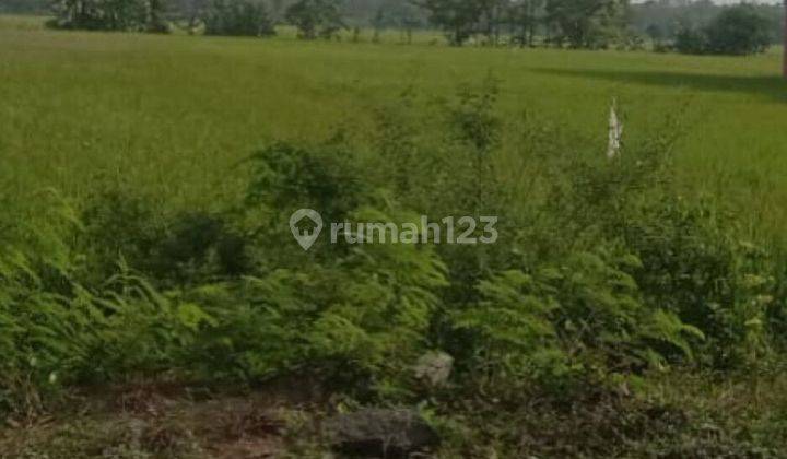 Dijual Lahan Shm 1,37 Ha SHM Nol Ry megaluh jombang 2