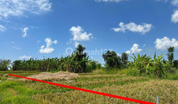 Jual Tanah Luas 500 m² Dikelilingi Oleh Sawah di Canggu 2