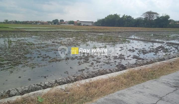 Rice Field Land for Sale in Sidoharjo Sragen