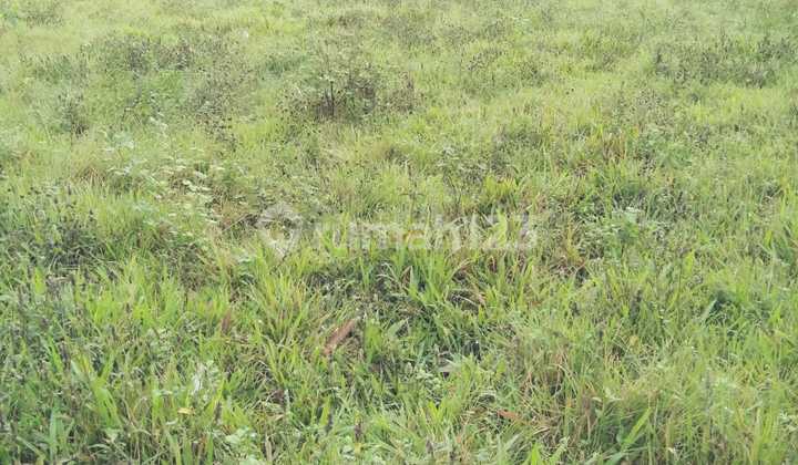 Dijual Tanah Darat Murah Lokasi Bagus Area Panongan Cikupa Dijual Tanah Darat Murah Lokasi Bagus Area Panongan Cikupa